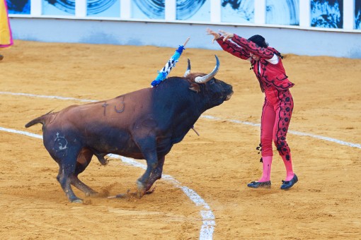 Bull Fighting