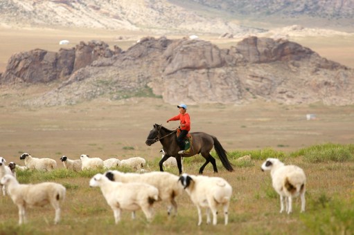 Sheep Herding